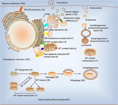 Organelle Crosstalk Regulators Are Regulated in Diseases, Tumors, and Regulatory T Cells: Novel Classification of Organelle Crosstalk Regulators